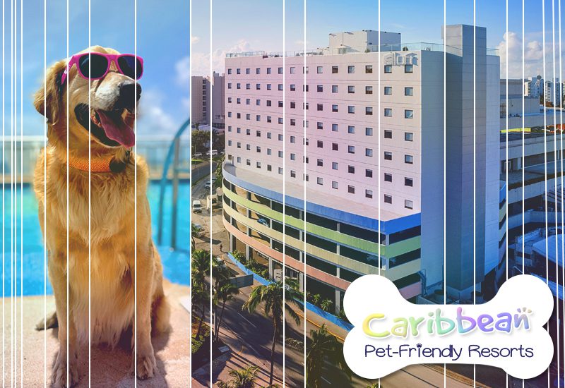 greatest caribbean pet-friendly resorts aloft cancun mexico