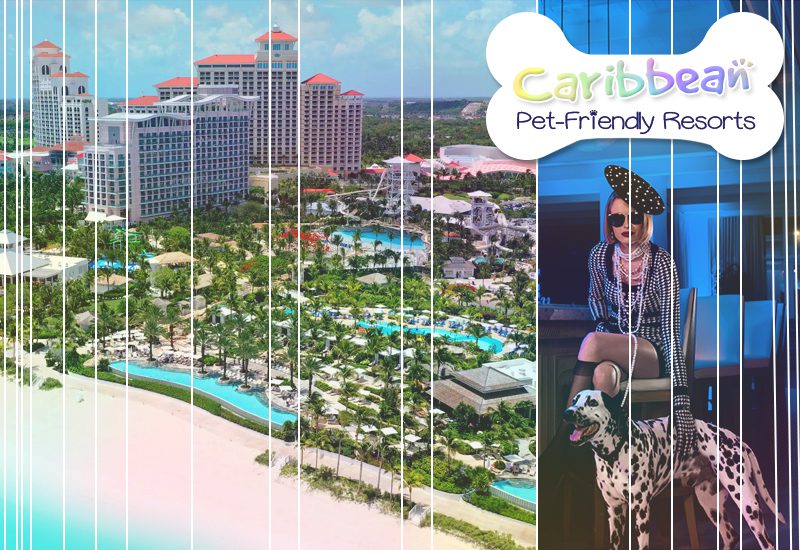 top-rated caribbean pet-friendly resorts baha mar complex bahamas
