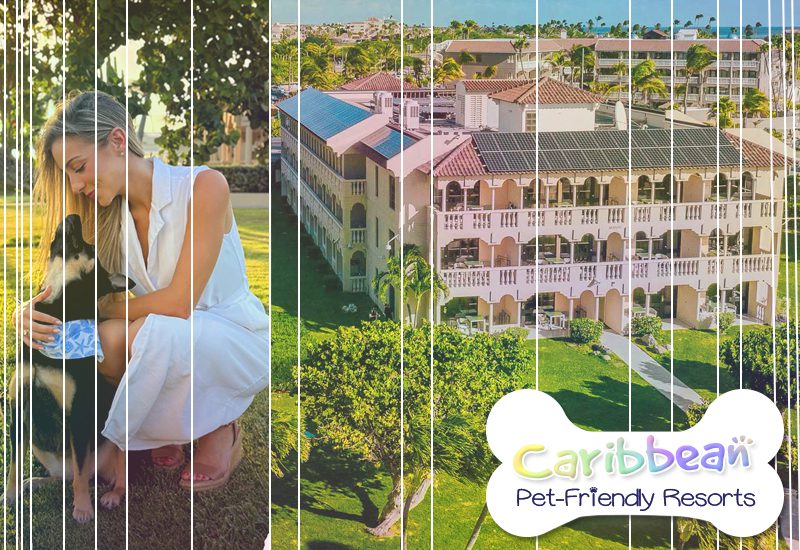 best caribbean pet-friendly resorts bucuti & tara beach resort aruba dog travel tips