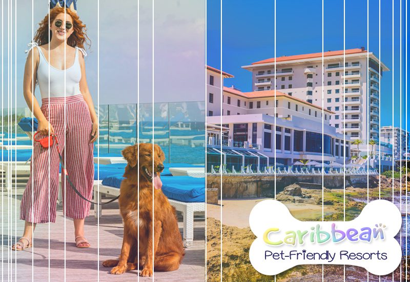 top-tier caribbean pet-friendly resorts condado vanderbilt hotel puerto rico