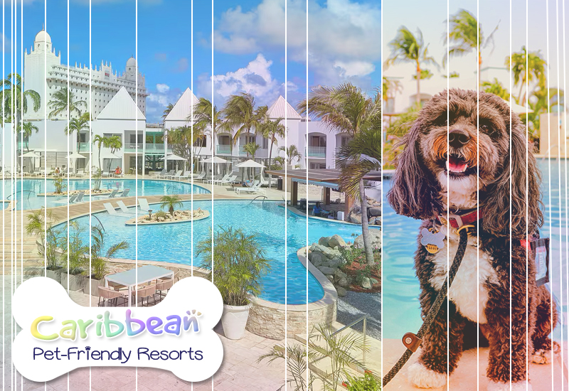 courtyard aruba resort dog-approved vacation ideas
