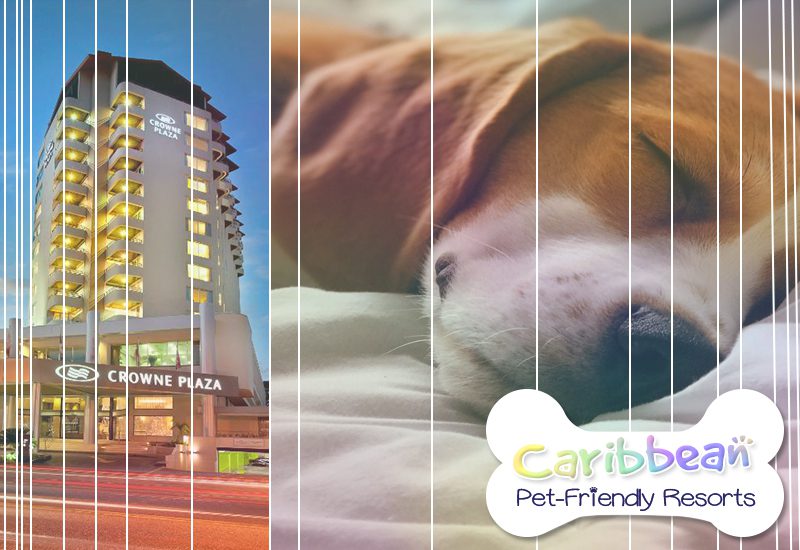 best caribbean pet-friendly resorts crowne plaza santo domingo dominican republic