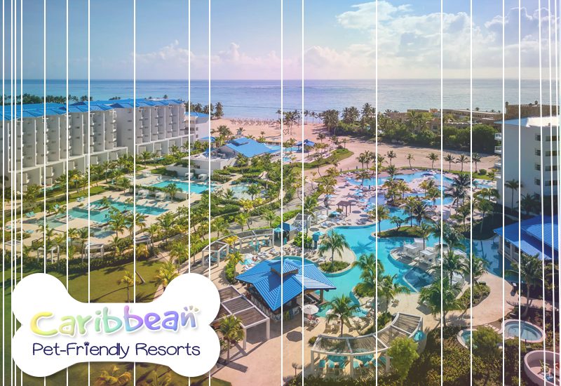 top caribbean pet-friendly resorts dreams cap cana resort & spa dominican republic