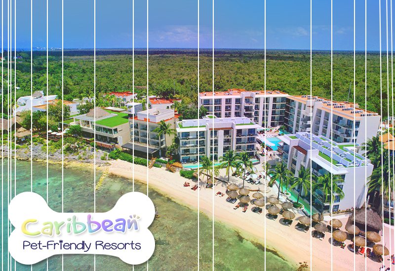 top-notch caribbean pet-friendly resorts dreams cozumel secrets aura cozumel mexico
