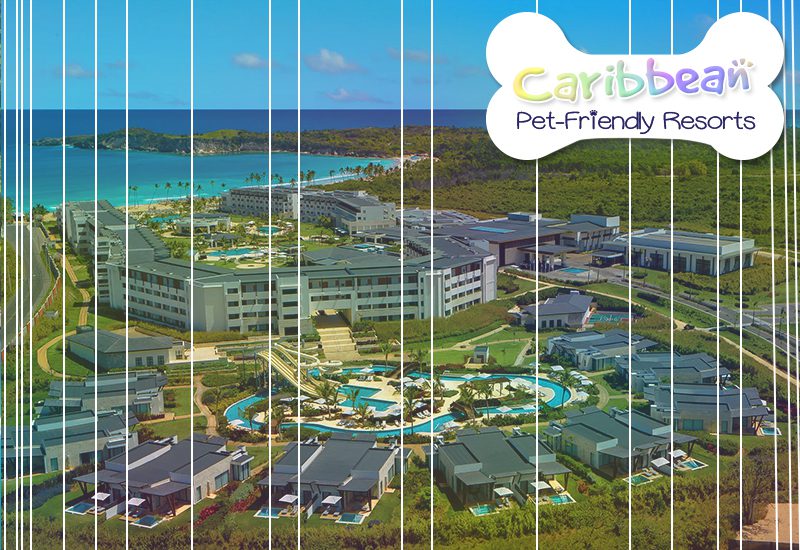 top-notch caribbean pet-friendly resorts dreams secrets macao beach punta cana dominican republic
