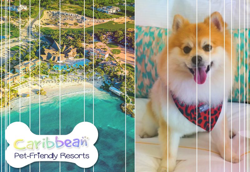 top-tier caribbean pet-friendly resorts eden roc cap cana dominican republic