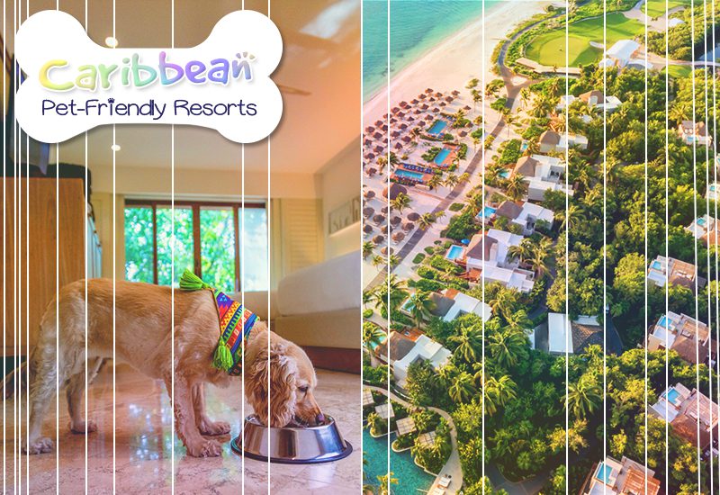 fairmont mayakoba mexico canine getaway info