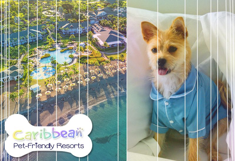 four seasons resort nevis animal vacation suggestions