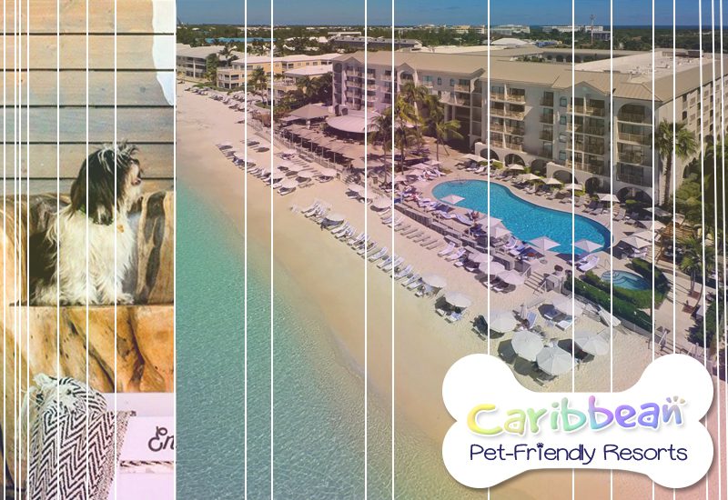 top-notch caribbean pet-friendly resorts grand cayman marriott resort cayman islands canine vacation
