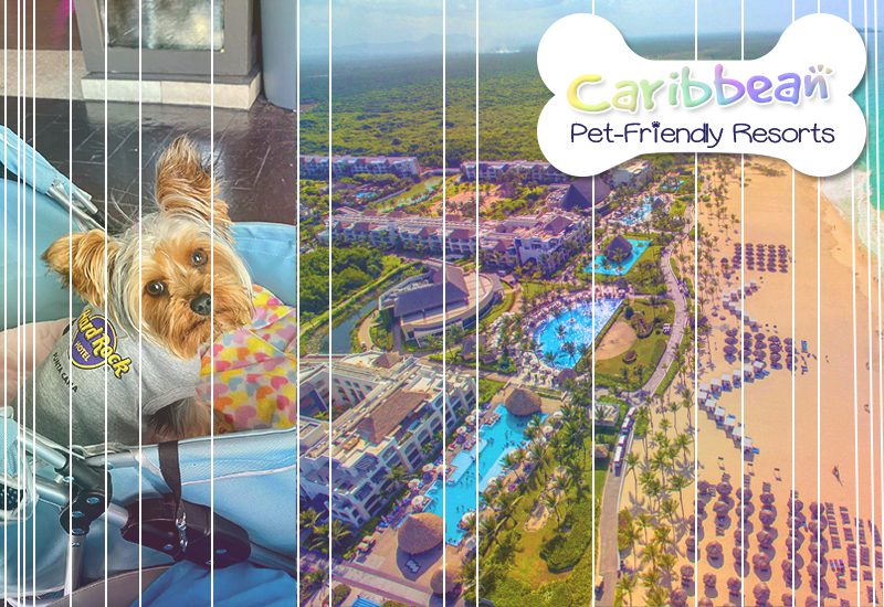 nicest caribbean pet-friendly resorts hard rock hotel and casino punta cana dominican republic