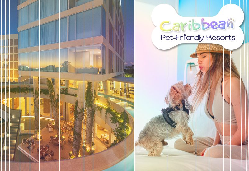 best caribbean pet-friendly resorts hilton garden inn cancun airport mexico