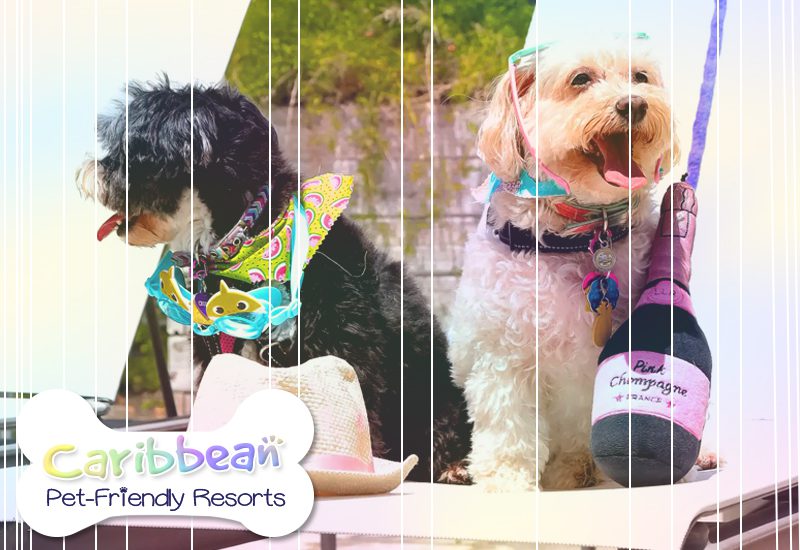 top caribbean pet-friendly resorts hyatt place san juan puerto rico