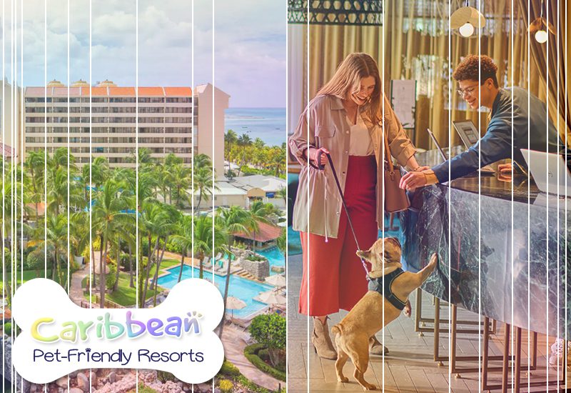 top-tier caribbean pet-friendly resorts hyatt regency aruba resort spa and casino