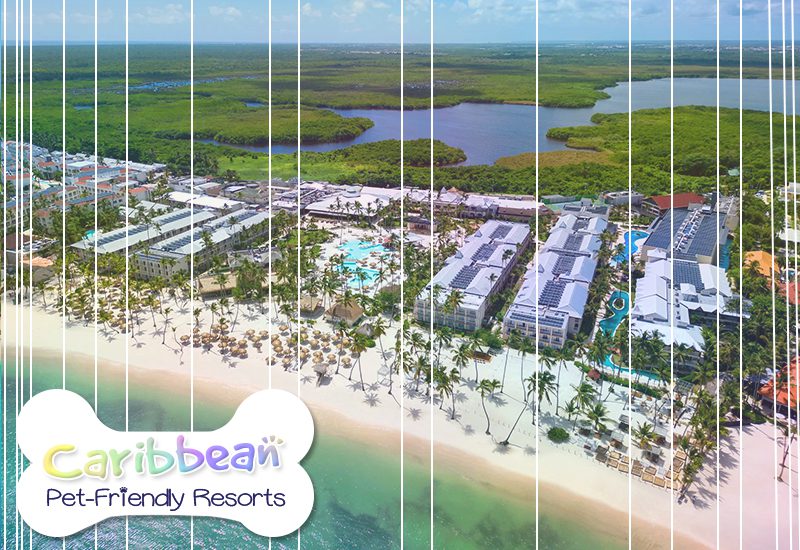 hyatt vivid sunscape coco punta cana dominican republic