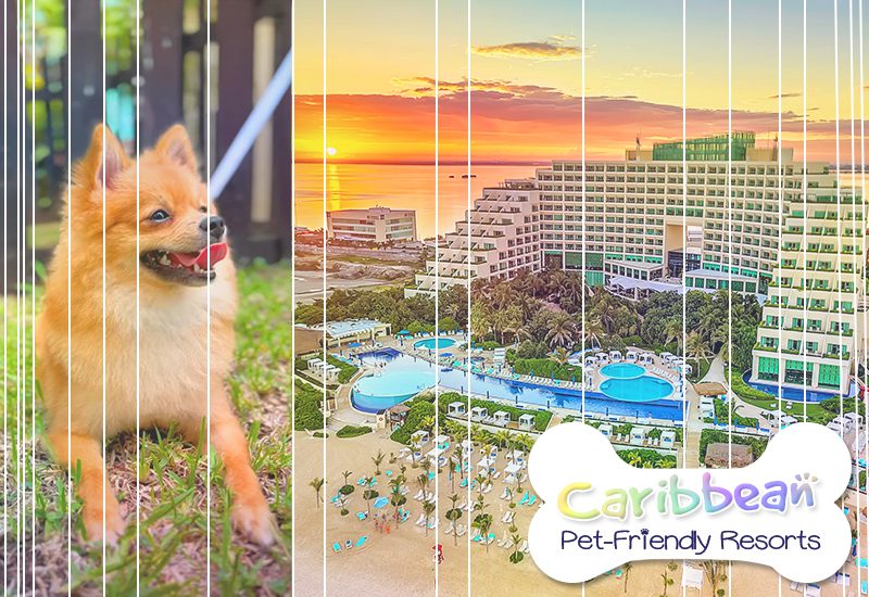 finest caribbean pet-friendly resorts live aqua mexico dog approved escapes