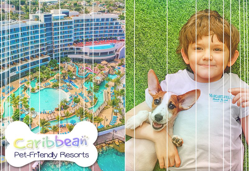 greatest caribbean pet-friendly resorts margaritaville beach resort nassau bahamas