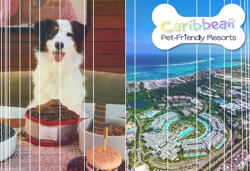 greatest caribbean pet-friendly resorts paradisus palma real paradisus grand cana all suites zel punta cana dominican republic