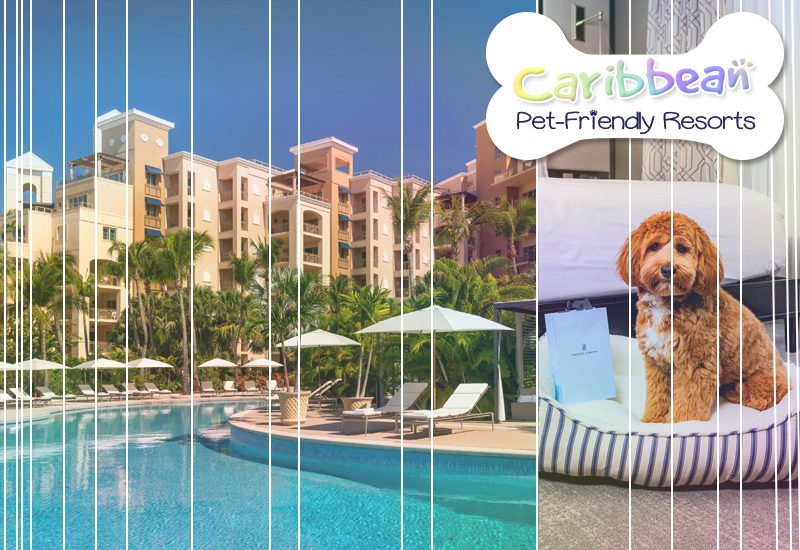 finest caribbean pet-friendly resorts ritz-carlton grand cayman dog traveling tips