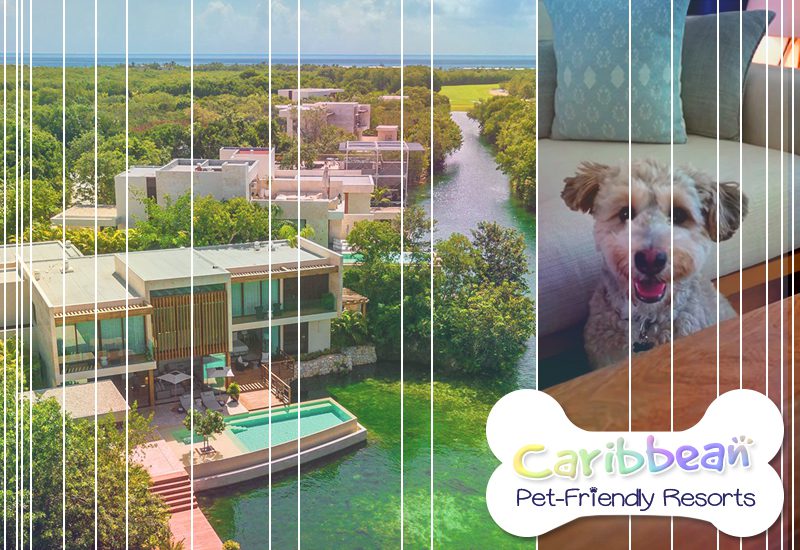 top-tier caribbean pet-friendly resorts rosewood mayakoba mexico pups-approved travel tips