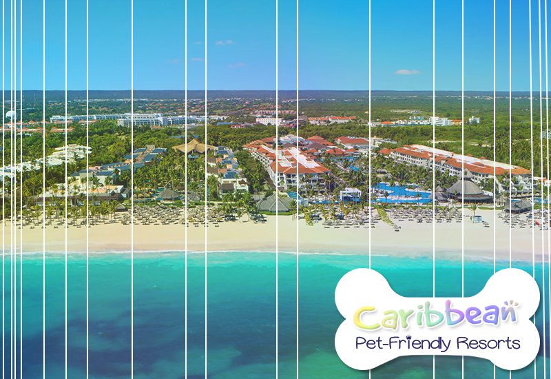 finest caribbean pet-friendly resorts secrets dreams royal beach punta cana dominican republic