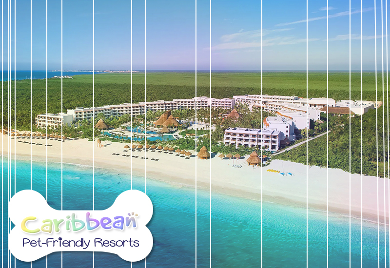 best caribbean pet-friendly resorts secrets maroma beach riviera cancun mexico