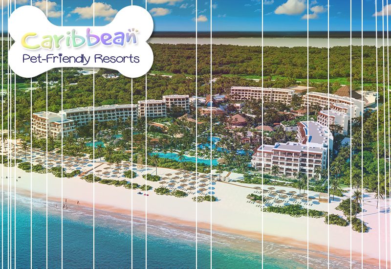 hottest caribbean pet-friendly resorts secrets playa blanca costa mujeres mexico