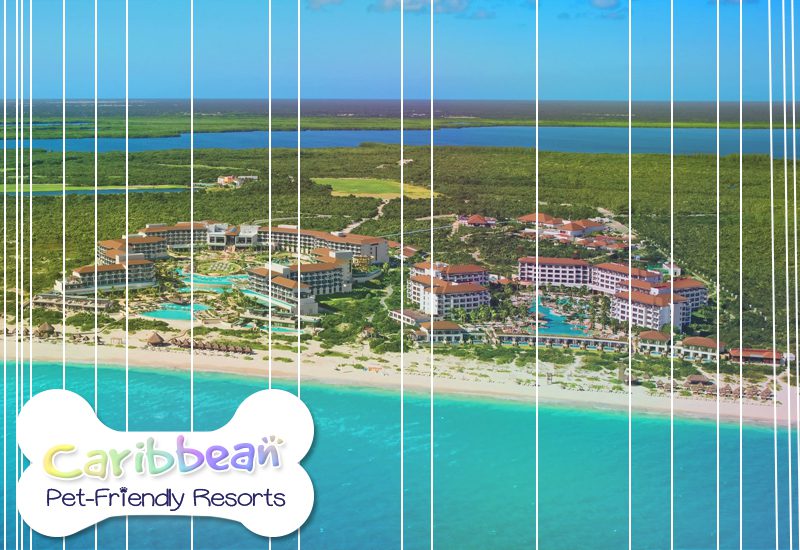 nicest caribbean pet-friendly resorts secrets playa mujeres dreams playa mujeres mexico