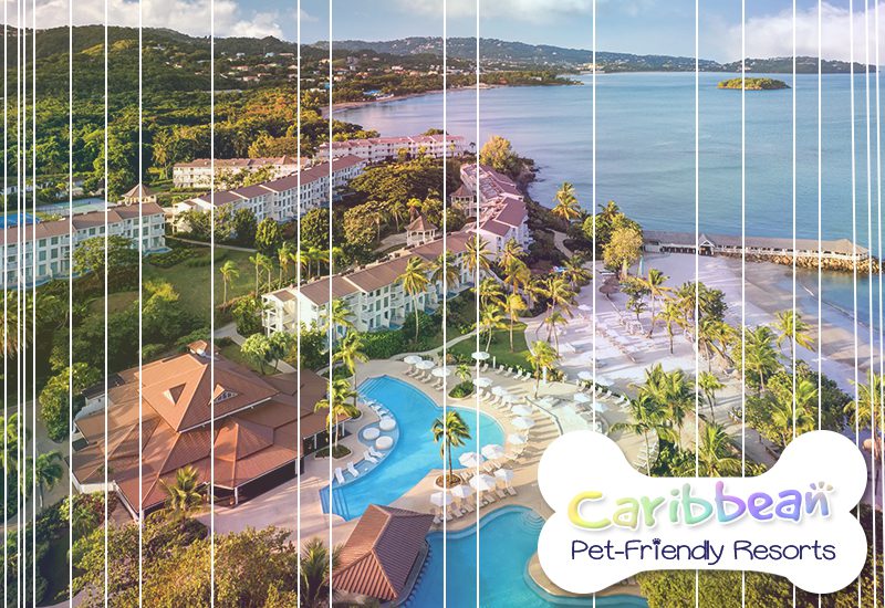 best caribbean pet-friendly resorts secrets st lucia resort and spa