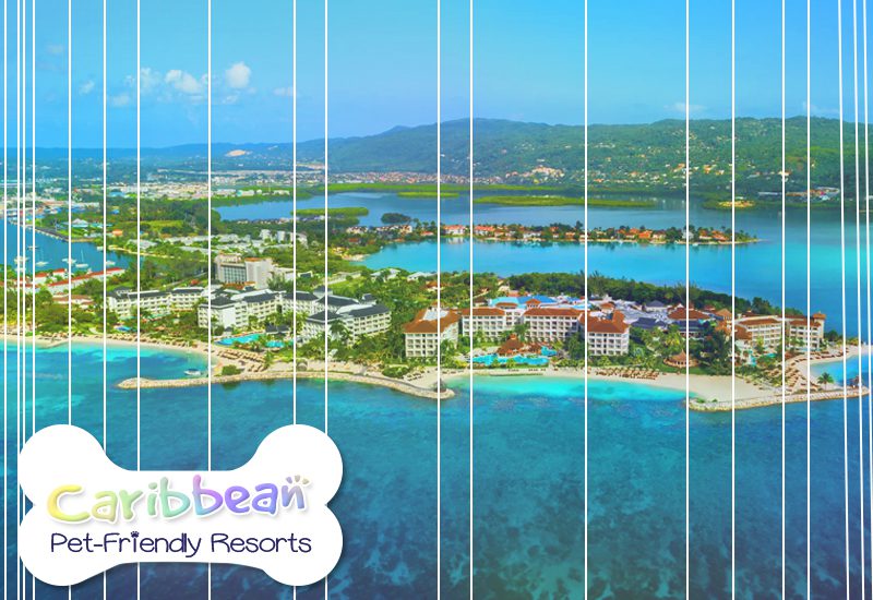 hottest caribbean pet-friendly resorts secrets wild orchid secrets st james jamaica