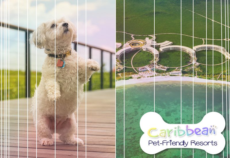 best caribbean pet-friendly resorts st regis kanai resort riviera maya mexico