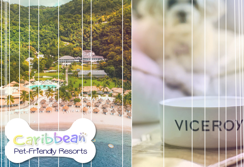 best caribbean pet-friendly resorts sugar beach a viceroy resort st lucia