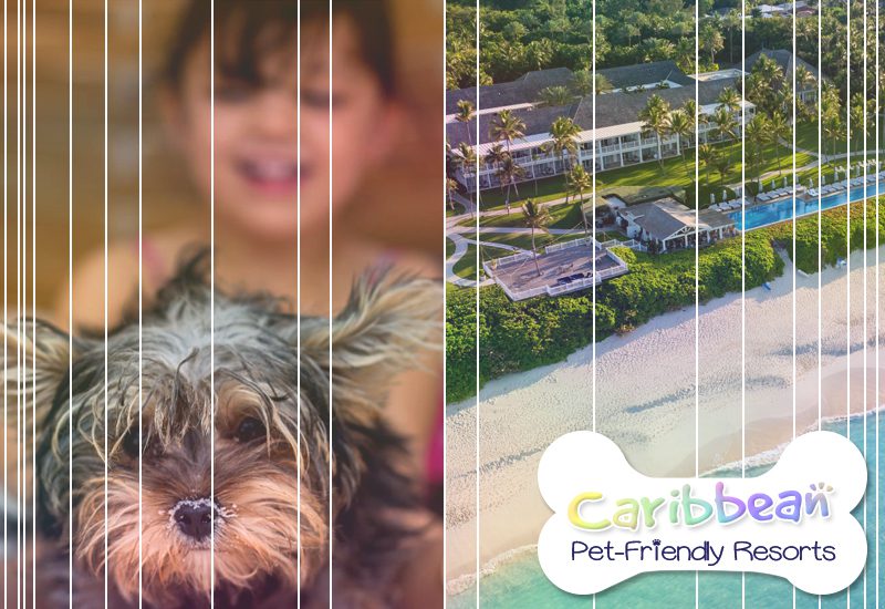 grandest caribbean pet-friendly resorts the ocean club a four seasons resort bahamas