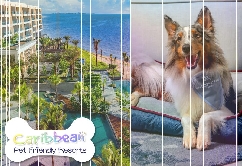 waldorf astoria cancun mexico animal holiday tips
