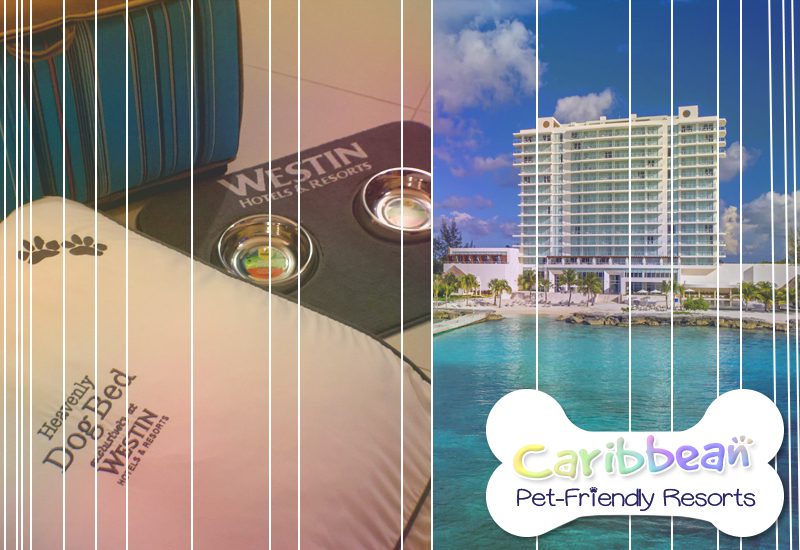 top-notch caribbean pet-friendly resorts westin cozumel mexico animal getaway tips