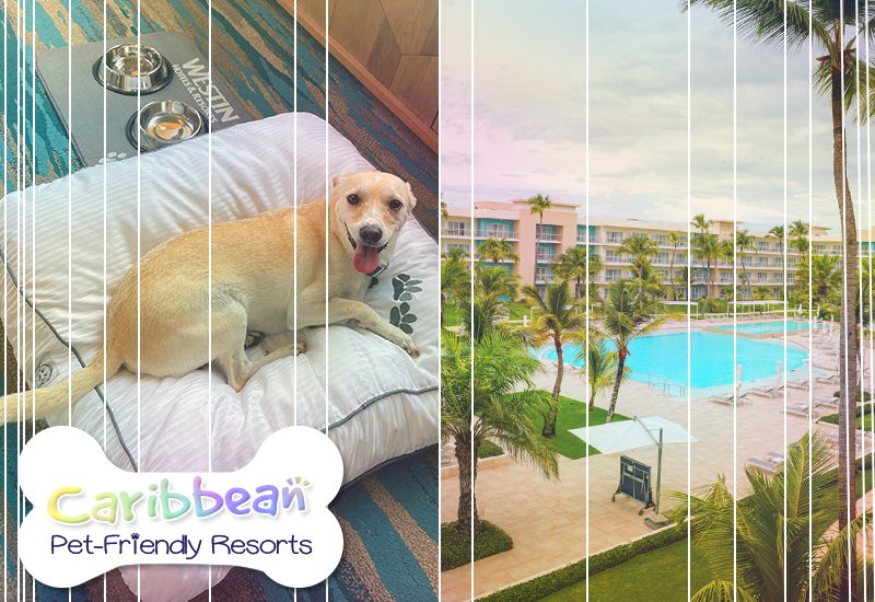 greatest caribbean westin puntacana resort and club dominican republic