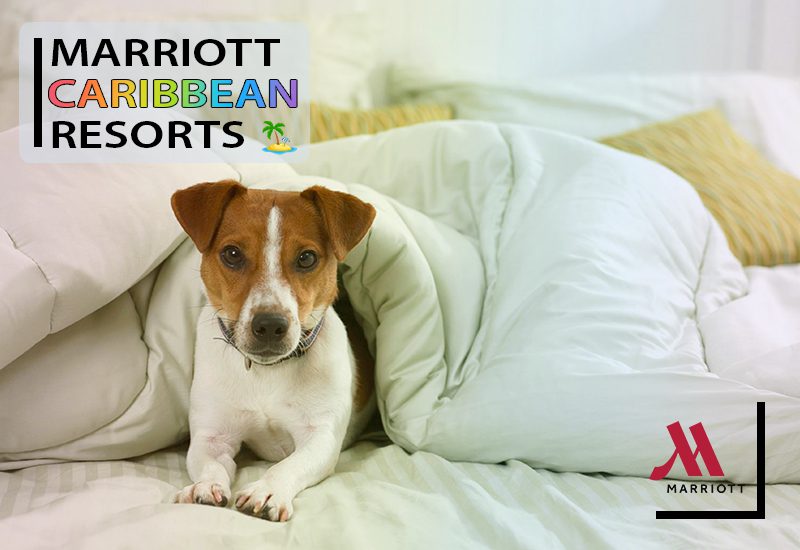 does marriott allow pets