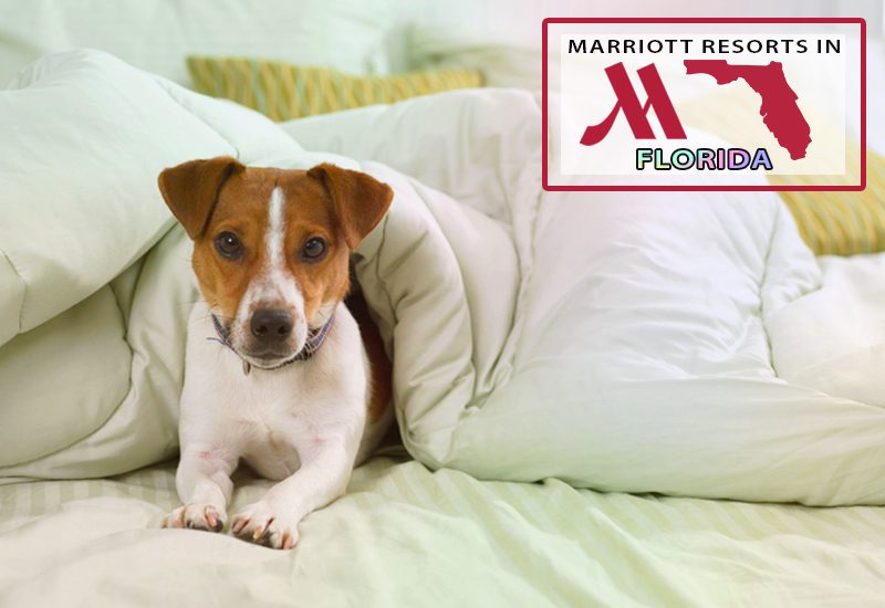 marriott resorts in florida do these marriott's allow pets