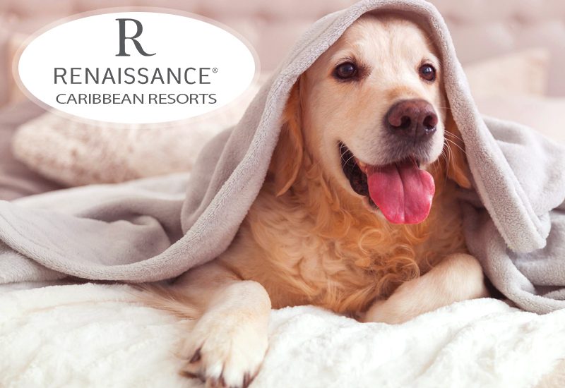 finest renaissance resorts in the caribbean are pets permitted at any of these renaissance's