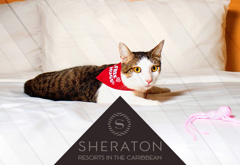 do these sheraton's permit pets