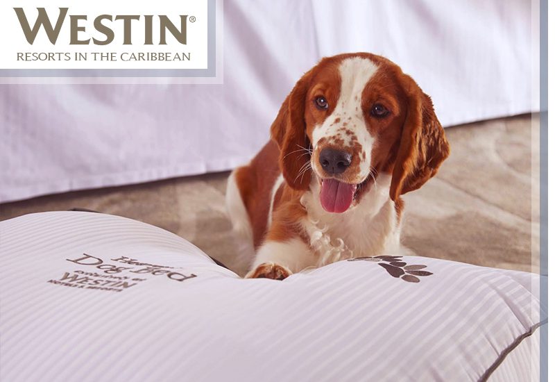 top-notch westin resorts in the caribbean do these westin's permit pets