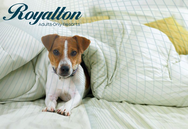 greatest royalton adults-only resorts does the royalton permit pets