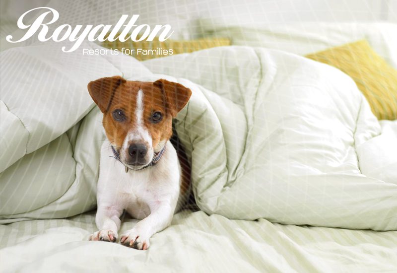 top-rated royalton resorts for families does the royalton permit pets tropical travel tips