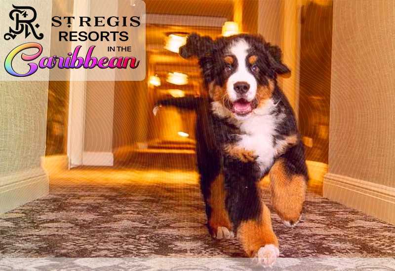 top-notch st regis resorts in the caribbean does st regis permit pets