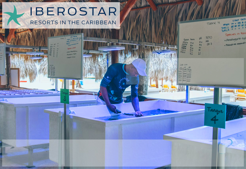 greatest iberostar resorts in the caribbean what goes on at iberostar's coral nursery