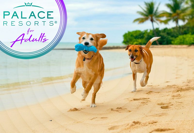 finest palace resorts for adults do any of these places permit pets
