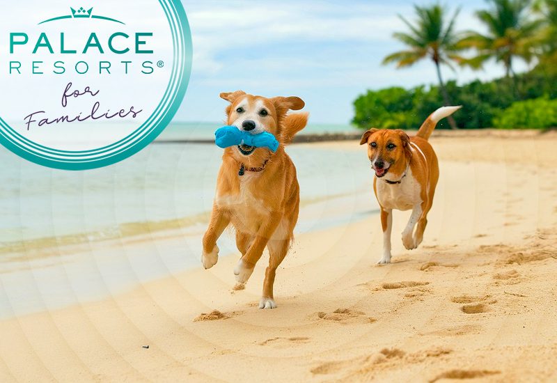 nicest palace resorts for families do any of these places permit pets